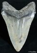 Inch Carolina Megalodon Tooth #2577-2